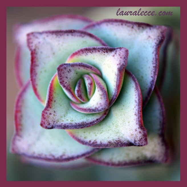 Geometric Succulent - Photograph by Laura Lecce