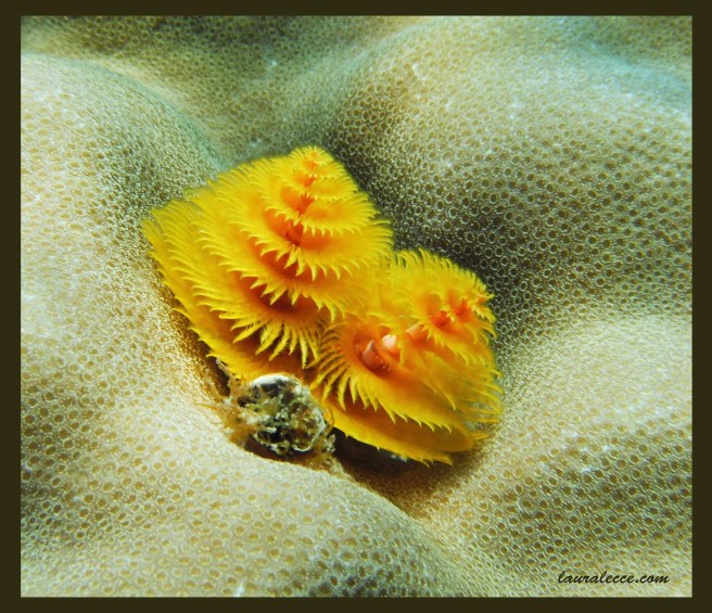 Golden Spirals - Photograph by Laura Lecce