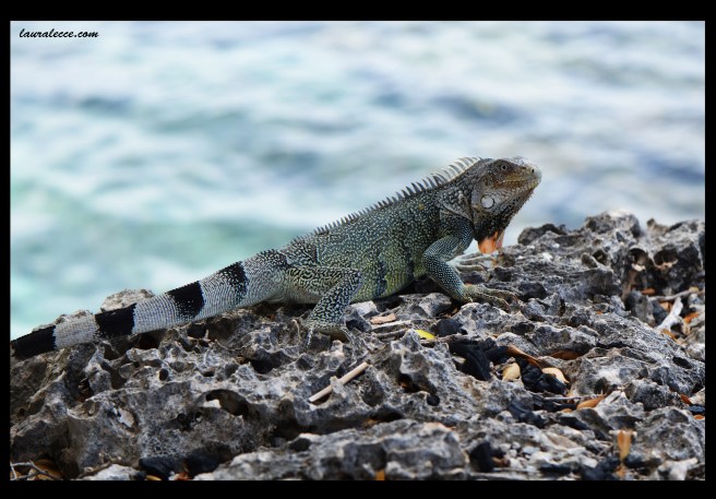 What a life - Photograph by Laura Lecce