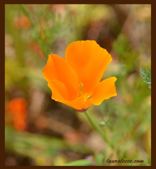 Eye Catching - Photograph by Laura Lecce