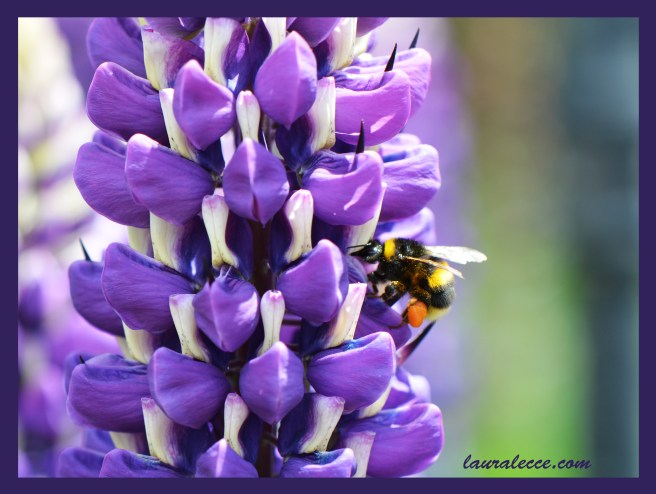 Making Honey - Photograph by Laura Lecce