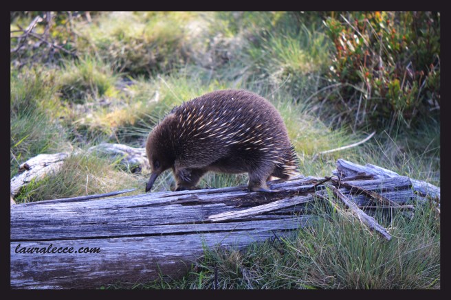 On The Hunt - Photograph by Laura Lecce