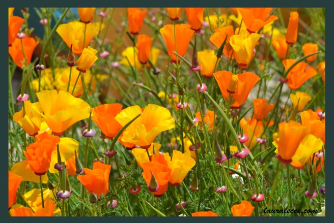 Spring Sunshine - Photograph by Laura Lecce