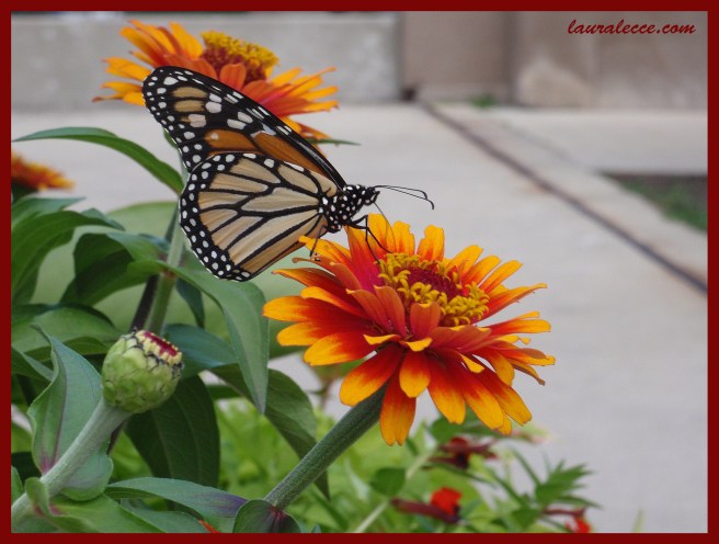 The Polka Dotted Butterfly - Photograph by Laura Lecce