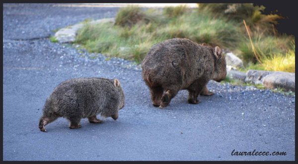 Spring Babies - Photograph by Laura Lecce