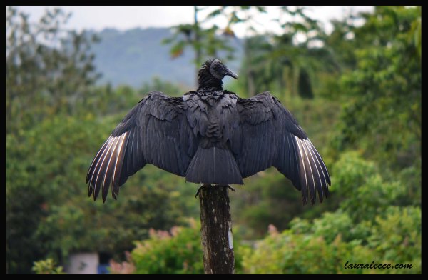 Black Intimidation - Photograph by Laura Lecce