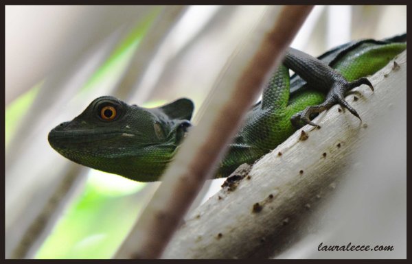 Jesus Christ Lizard - Photograph by Laura Lecce