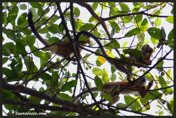 Squirrel Monkeys - Photograph by Laura Lecce