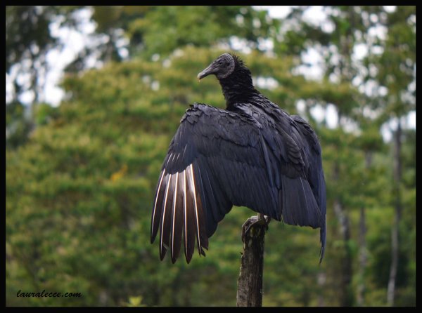Vulture Parenting - Photograph by Laura Lecce