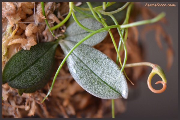 Aerangis Punctata Bud - Photograph by Laura Lecce