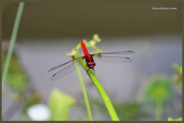 Another Red Dragonfly - Photograph by Laura Lecce