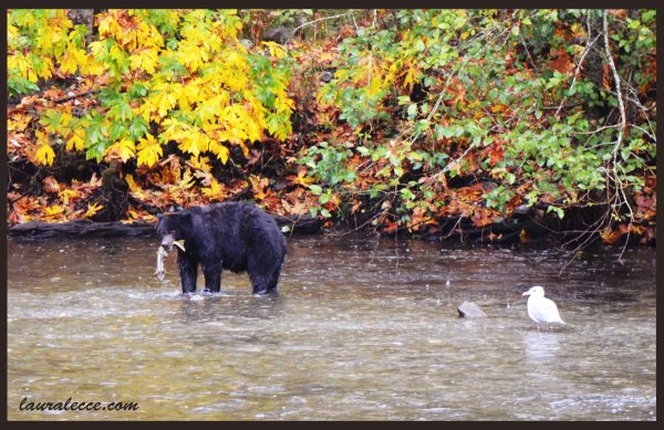 Bear and the Hungry Bird - Photograph by Laura Lecce