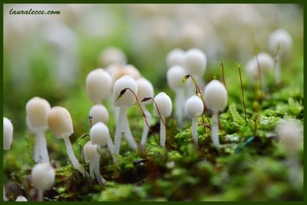 Fairy Playground - Photograph by Laura Lecce