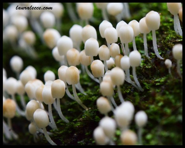 Field of Mushrooms - Photograph by Laura Lecce