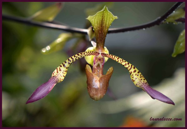 Paphiopedilum - Photograph by Laura Lecce