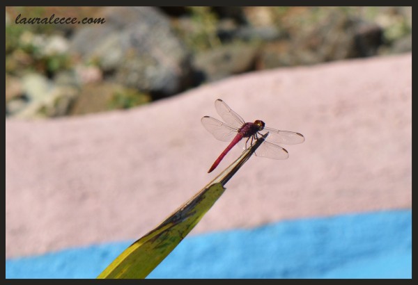 Pink Dragonfly - Photograph by Laura Lecce