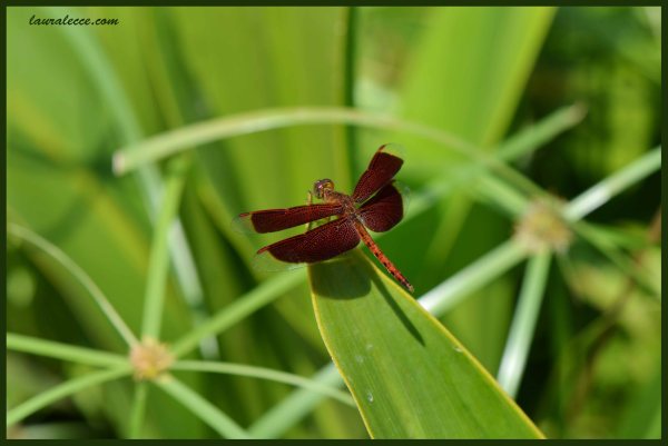 Red Dragonfly - Photograph by Laura Lecce