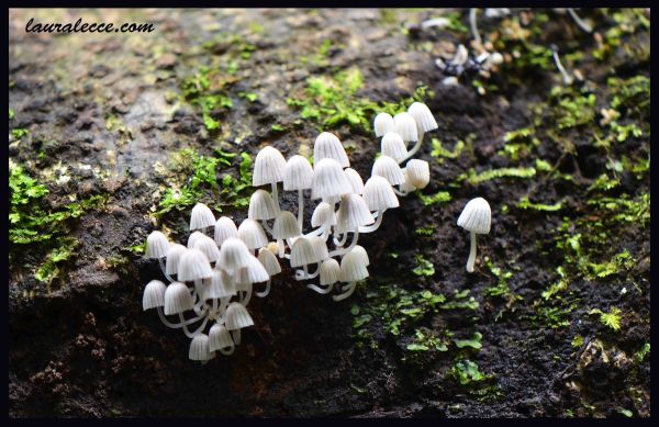The Lonely Mushroom - Photograph by Laura Lecce