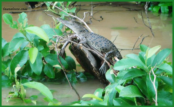 Baby Croc - Photograph by Laura Lecce