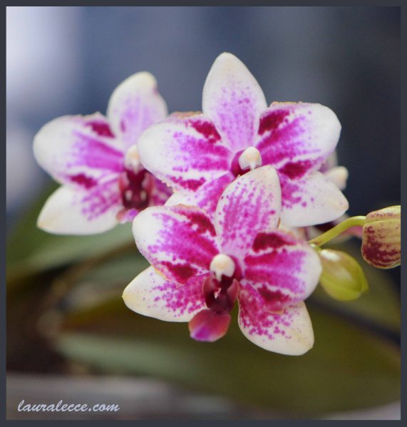 Doritaenopsis Taisuco Micky - Photograph by Laura Lecce