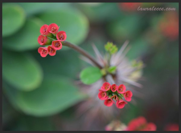 Euphorbia Didieriodes Flower - Photograph by Laura Lecce