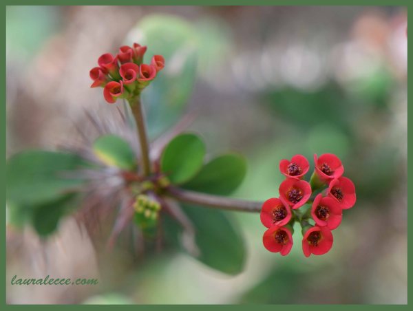 Euphorbia Didieriodes - Photograph by Laura Lecce