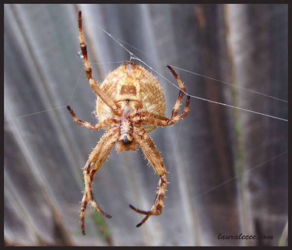 Garden Orb Weaver - Photograph by Laura Lecce