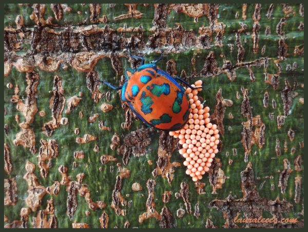 Hibiscus Harlequin Bug - Photograph by Laura Lecce