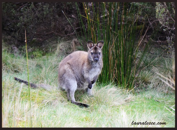 Hop To It - Photograph by Laura Lecce