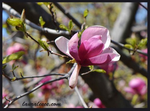 Magnolia Flower - Photograph by Laura Lecce