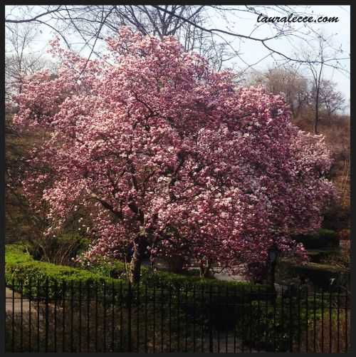 Magnolia Tree in Full Bloom - Photograph by Laura Lecce