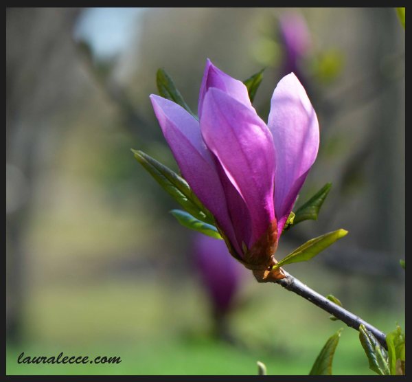 Imperfect Magnolia - Photograph by Laura Lecce