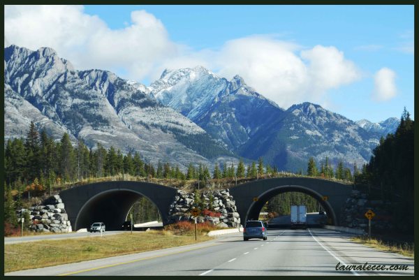 TransCanada Highway - Photograph by Laura Lecce