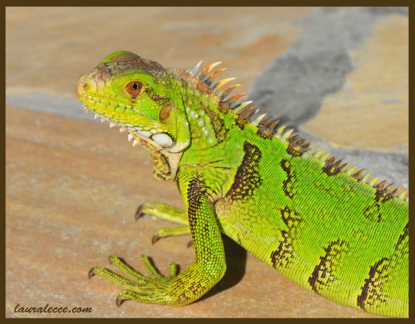 What a Poser - Photograph by Laura Lecce