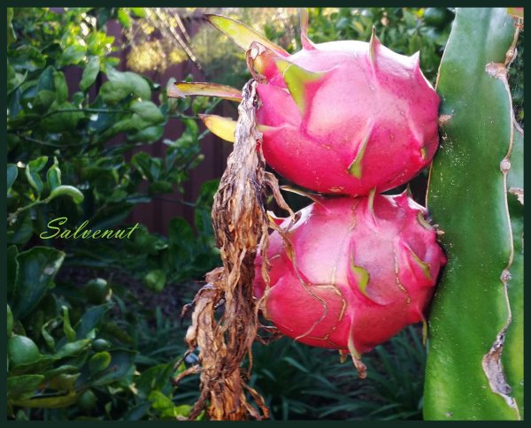 Dragon Fruit - Photograph by Salvatore Venuto