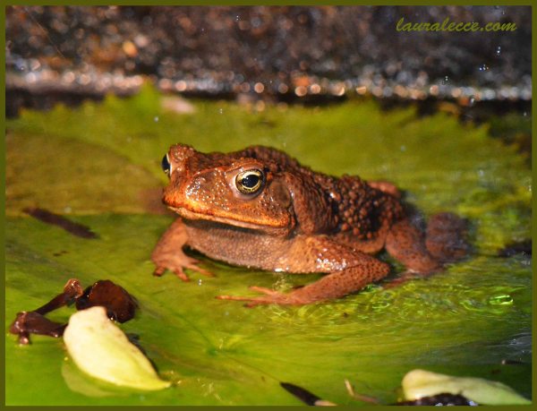 Golden Eyed Toad - Photograph by Laura Lecce