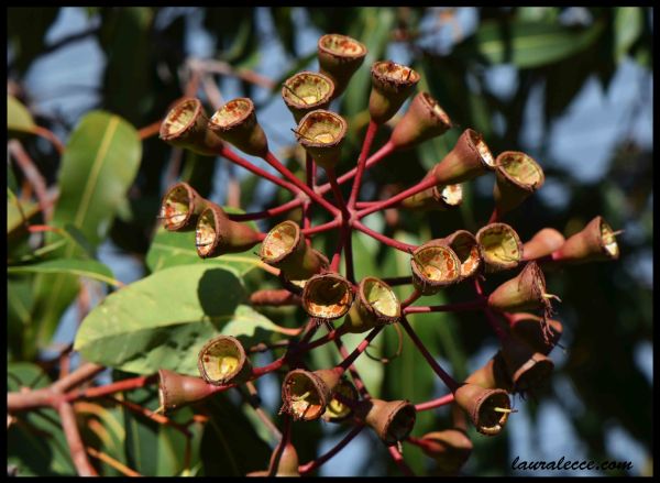 Eucalyptus - Photograph by Laura Lecce