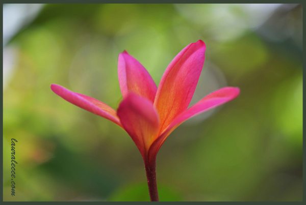Frangipani - Photograph by Laura Lecce