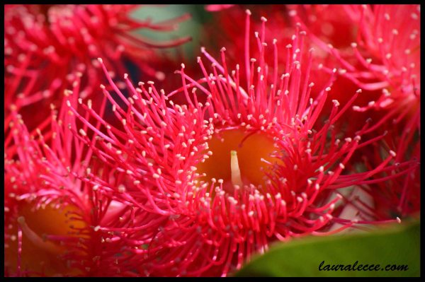 Aussie Natives - Photograph by Laura Lecce