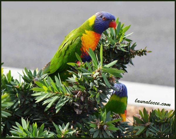 Rainbow Lorikeets - Photograph by Laura Lecce
