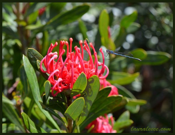 Tasmanian Waratah - Photograph by Laura Lecce