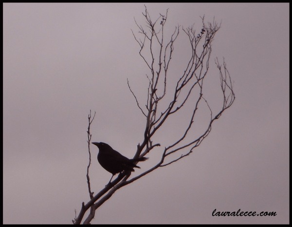 Black Crow - Photograph by Laura Lecce