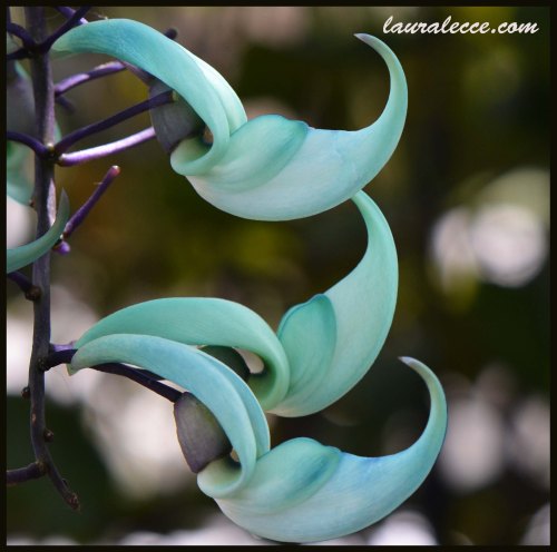 Jade Vine - Photograph by Laura Lecce