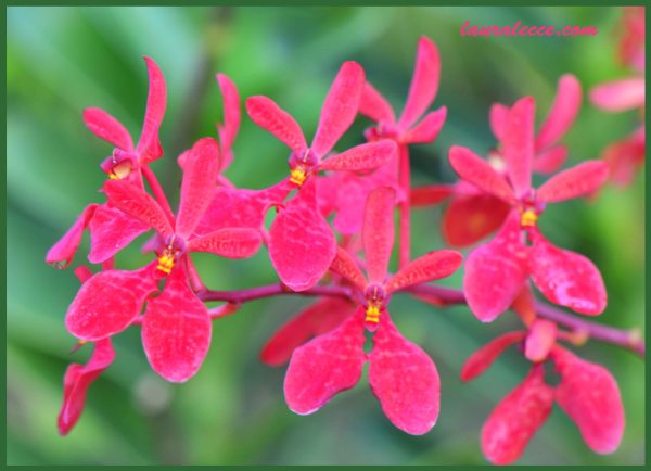 Renanthera - Photograph by Laura Lecce