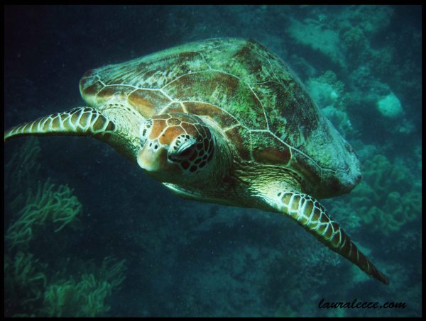 Sad Turtle - Photograph by Laura Lecce