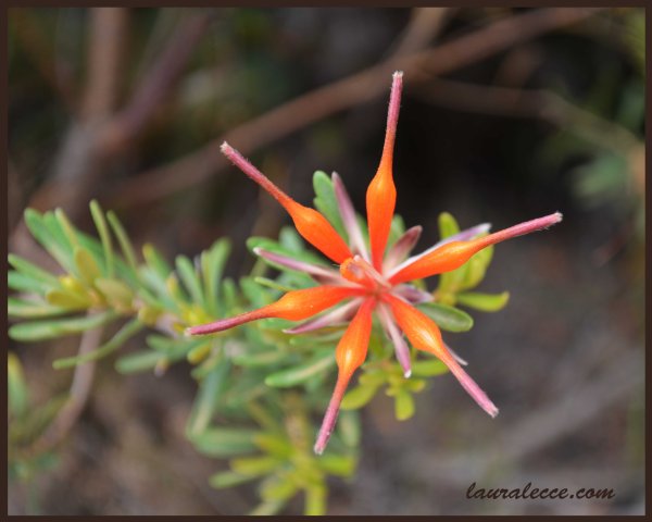 Aussie Star - Photograph by Laura Lecce