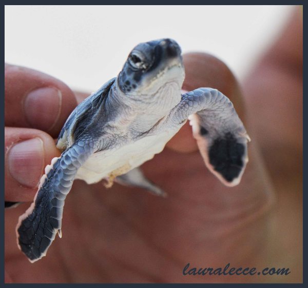 Being Born is Hard Work - Photograph by Laura Lecce