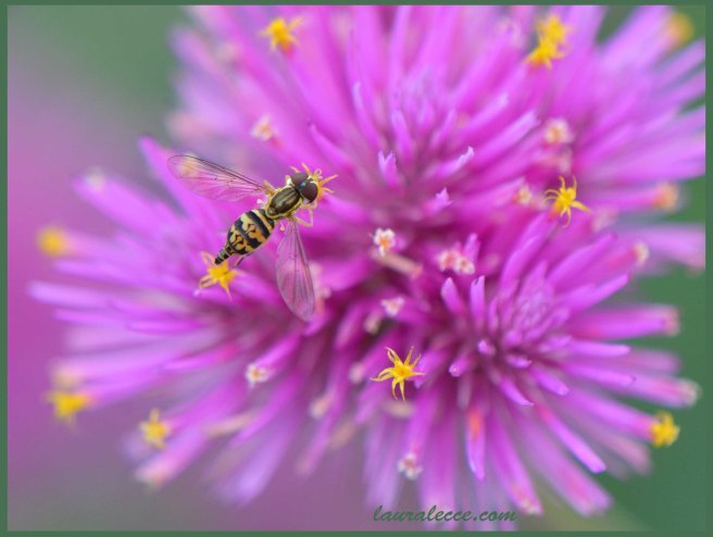 Hoverfly - Photograph by Laura Lecce