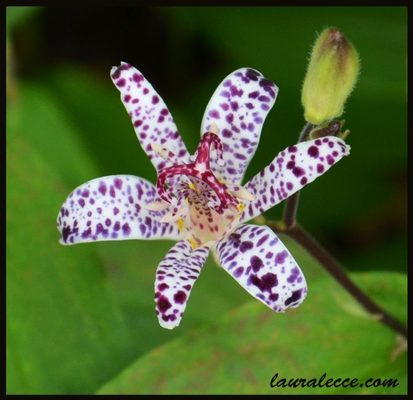 Japanese Toad Lily - Photograph by Laura Lecce