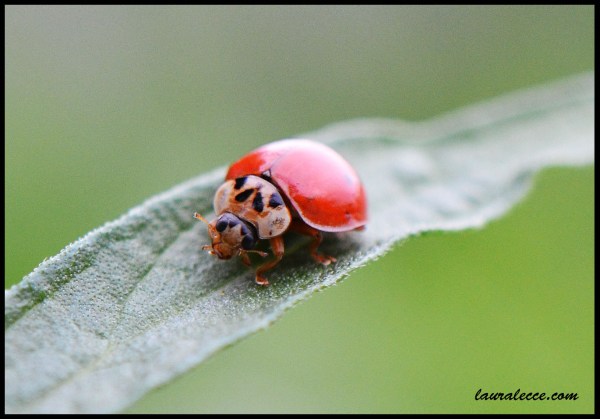 A Lucky Lady - Photograph by Laura Lecce